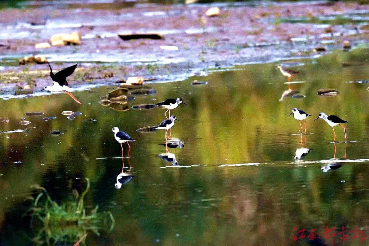 鳥界“名?！薄八掀鹞琛?>
<h3>鳥界“名?！薄八掀鹞琛?/h3>
</a>
</li>
<li>
<a href=